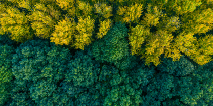 Evergreen trees from a bird's eye view